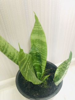 Сансевиерия