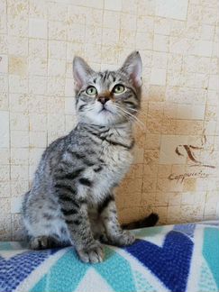 Отдам котёнка в добрые руки