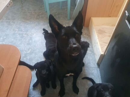 Дворняжки (метисы лайки, овчарки )