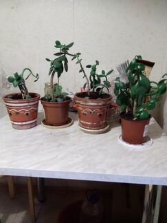 Денежное дерево 3 отростка