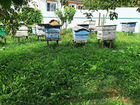 Пасека пчел, домик с пчелами (улей пчел и медом)