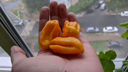 Семена (не плоды) острого перца trinidad scorpion