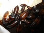 Мадагаскарские тараканы (Акция) объявление продам