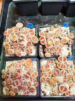 Литопсы (живые камни) 8/8см.горшок