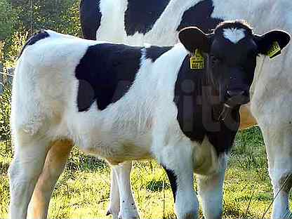 Возьму в кредит корову кредиты для развития бизнеса в беларуси