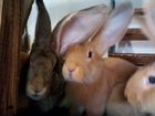 Гигантские кролики породы Фландр (мальчишки) объявление продам