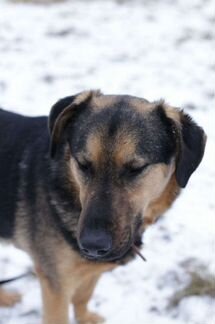 Метис овчарки Давид ищет добрые руки