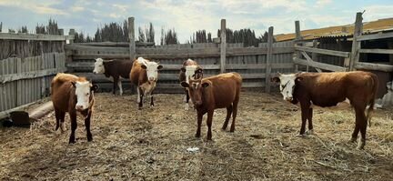 Коровы с телятами, бычки, телочки - фотография № 2