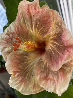 Гибискус Укорененный черенок