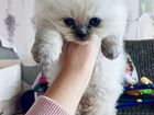 Британские котята, мраморного цвета объявление продам