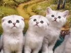 Серебристые шотландские котята