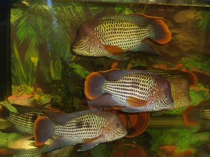 Акара бирюзовая (пара ) из питомника акарашоп