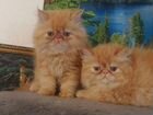 Персидские котята на 2 фото папа на 3 мама