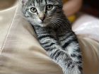 Сибирский котёнок в добрые и любящие руки