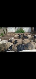 Овцы бараны ягнята - фотография № 3