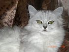 Кошечки персидской шиншиллы