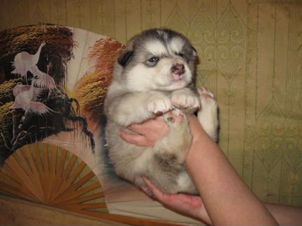 Овчарки малыши,хасята и маламутики