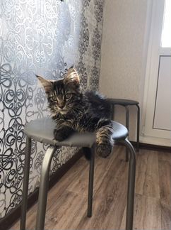 Котята Мейн-Кун