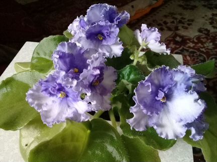 Цветы для дома