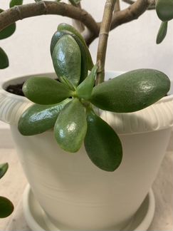 Денежное дерево