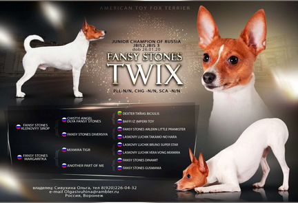 Вязка той-фокстерьер