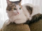 Сибирская кошка объявление продам