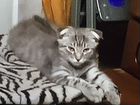 Котёнок мейн-кун помесь с шотландцем объявление продам