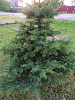 Ель голубая