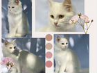 Ищет дом кошка породы турецкая ангора объявление продам