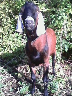 Нубийские козы, козлята - фотография № 3