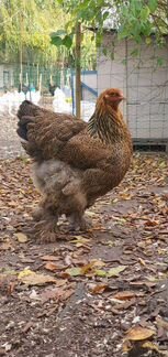 Брама Куропатчатая