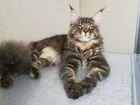 Мейн- кун котята-из Питомника объявление продам