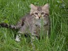 Породистые сибирские котята