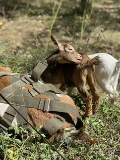 Камерунские козы - фотография № 2