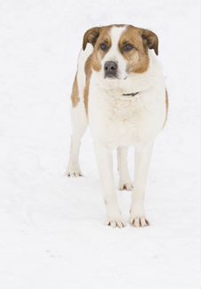 Возьми собаку из приюта