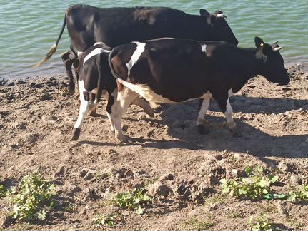 Коровы, бычки - фотография № 5
