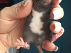 Мальчик Крыс с тату оберег кот