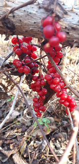 Лимонник дальневосточный на меду