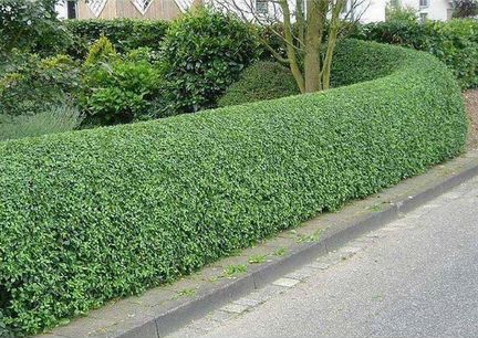 Кизильник блестящий 0.4 - 0.6 м