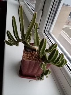 Стапелия хирсута