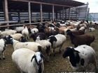 Котные овцы разных парод, курдючные объявление продам