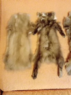 Шкурки соболя 5 штук