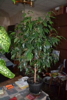 Фикус бенджамина