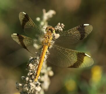 Подвеска Ночная стрекоза №1 (черный агат)