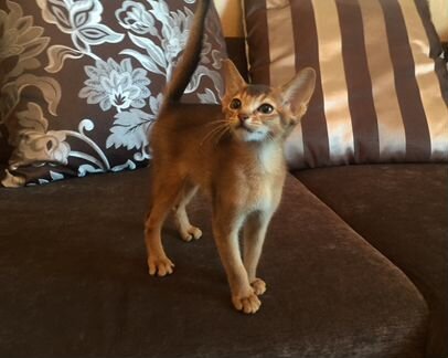 Абиссинский котик Дон Хулио
