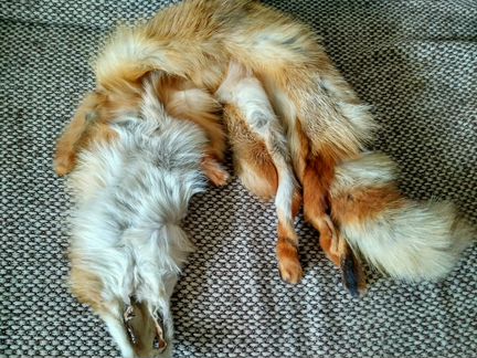 Рыжая лиса шкура горжетка мех