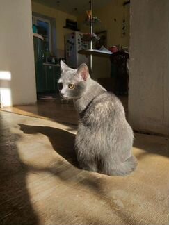 Серая кошечка