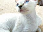 Котята девон-рекс объявление продам