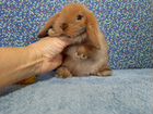 Кролик карликовый из питомника объявление продам