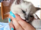Котята в добрые руки девочка 1,5 месяца